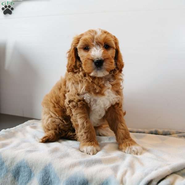 Andy, Mini Goldendoodle Puppy